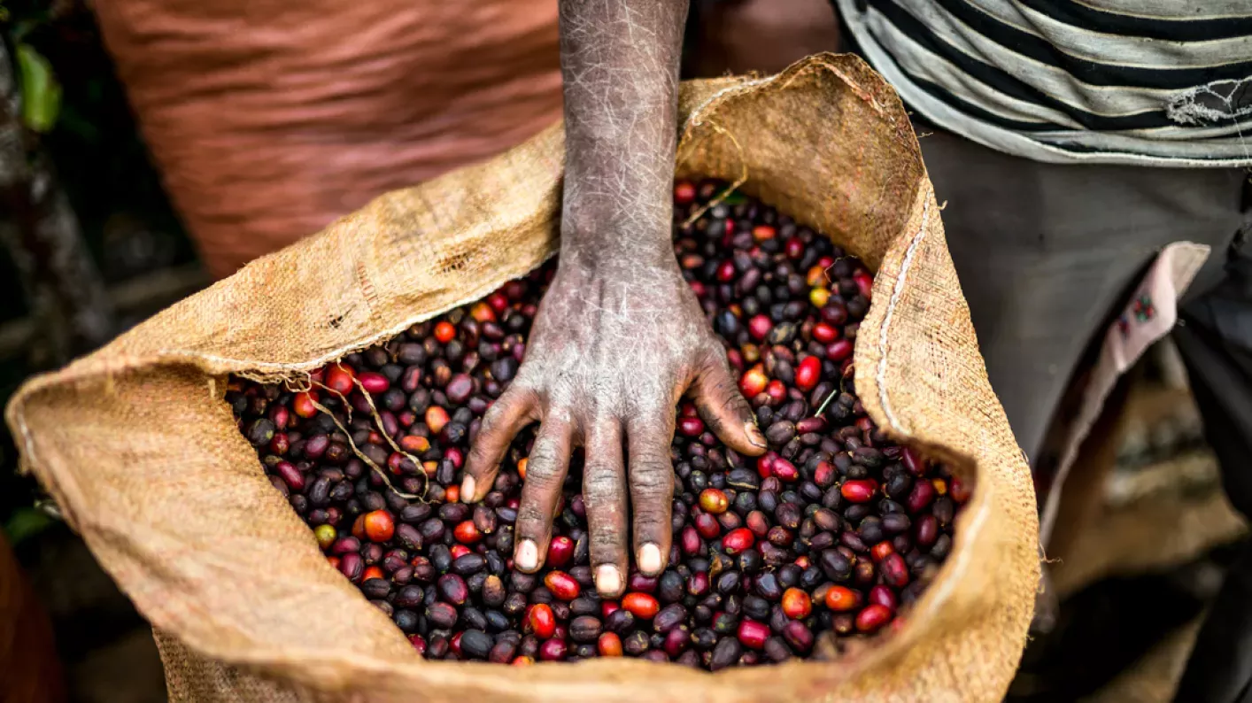 Freshly harvested coffee in Ethiopia in a bag 