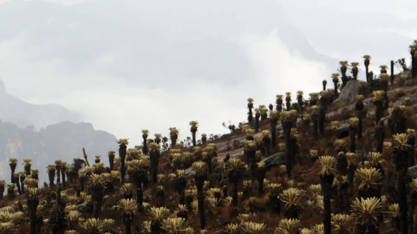 Spiky plants on a mountain with clouds around