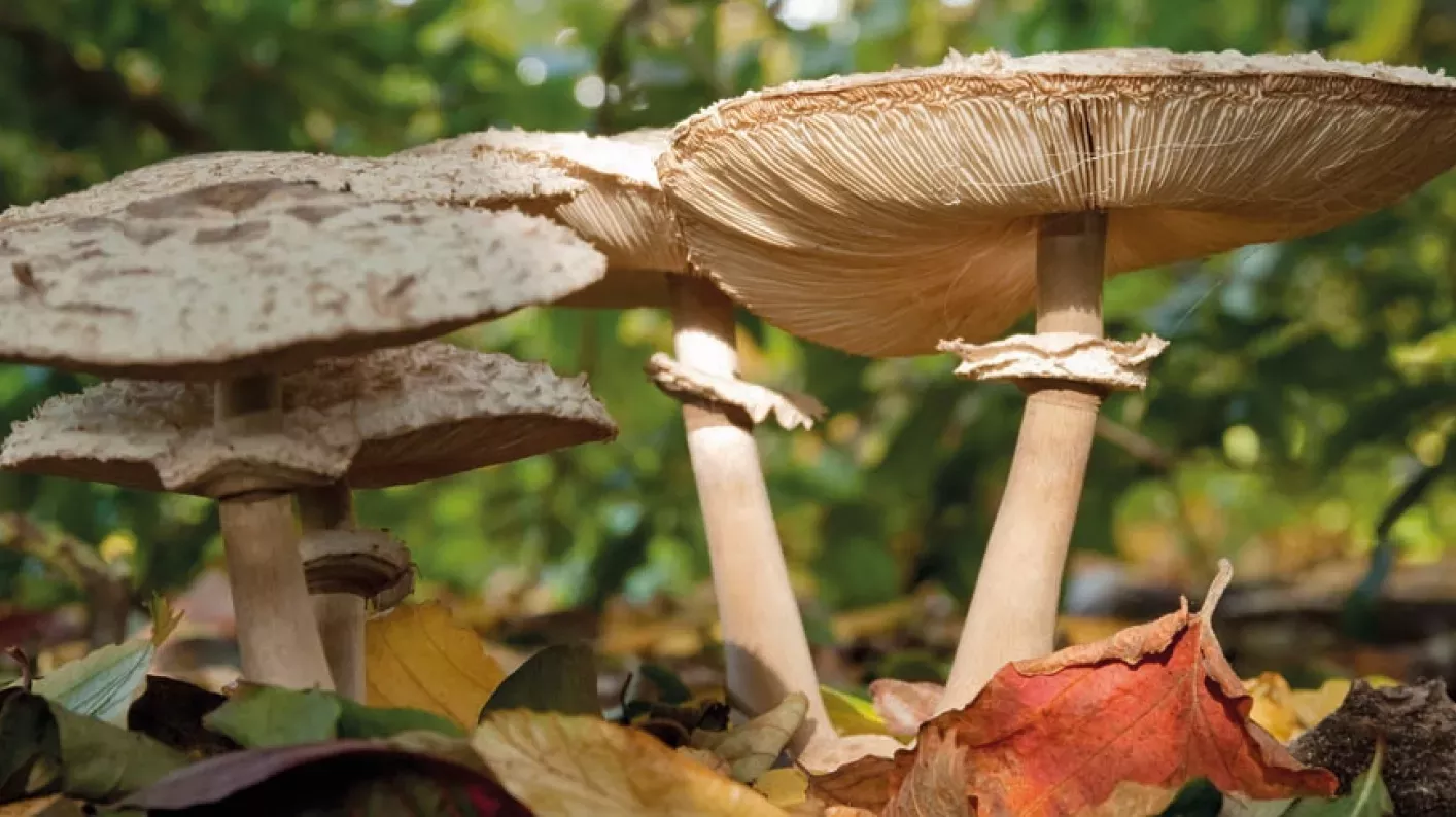 Shaggy parasol (Chlorophyllum rhacodes). Mushroom on woodland floor with a shaggy cap.