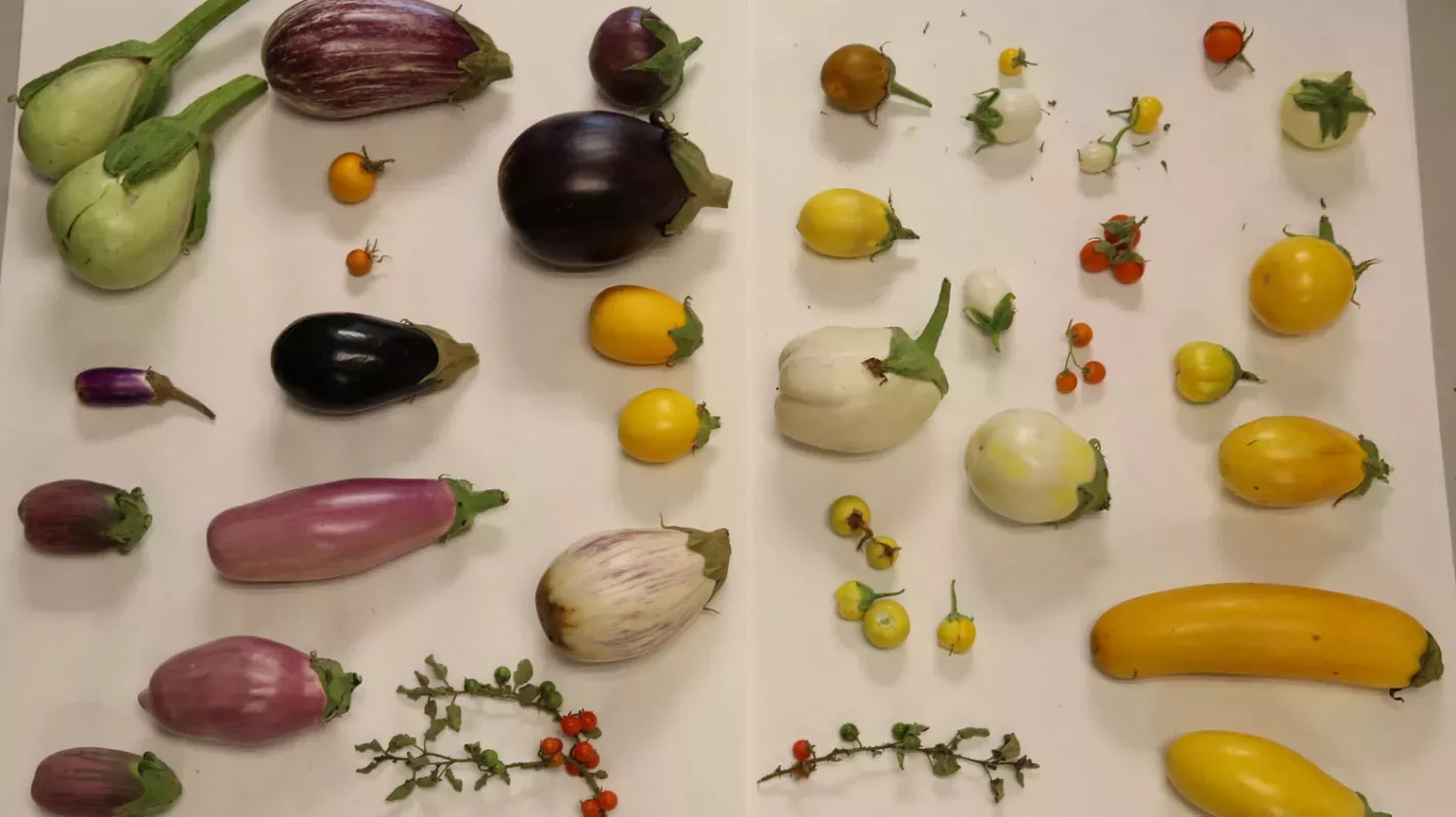 Table covered in eggplant varieties