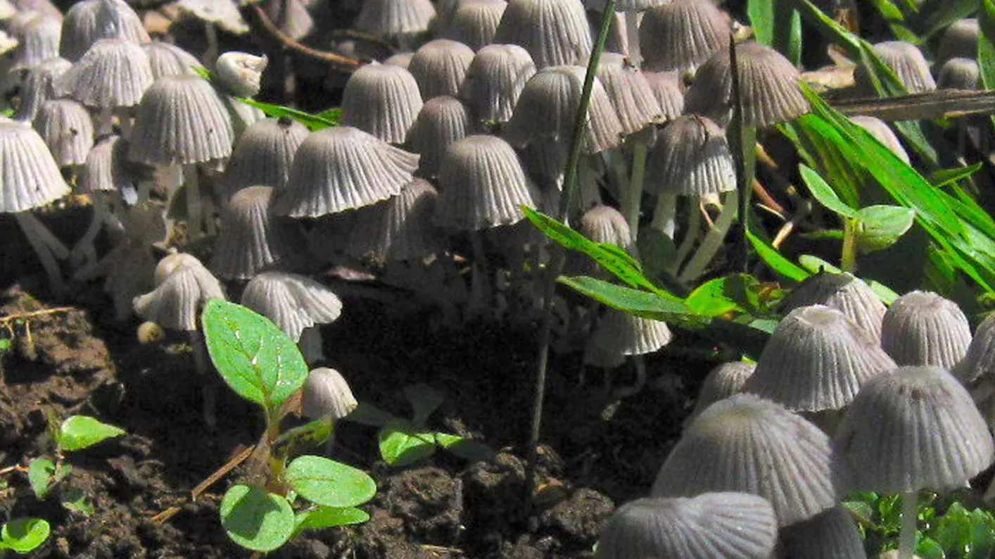 Soil dotted with light grey bell capped fungi Coprinellus disseminatus