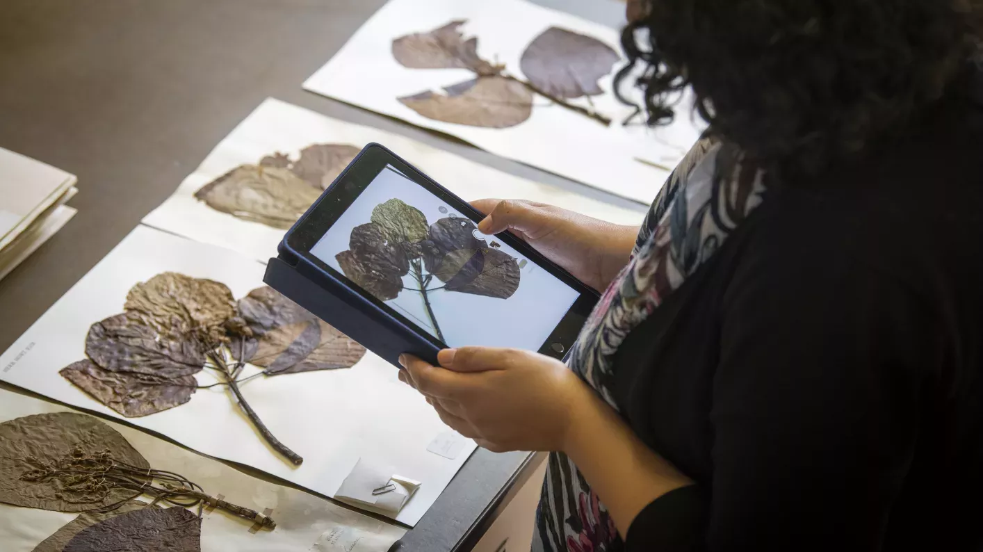 Person inspecting a herbarium specimen with an iPad