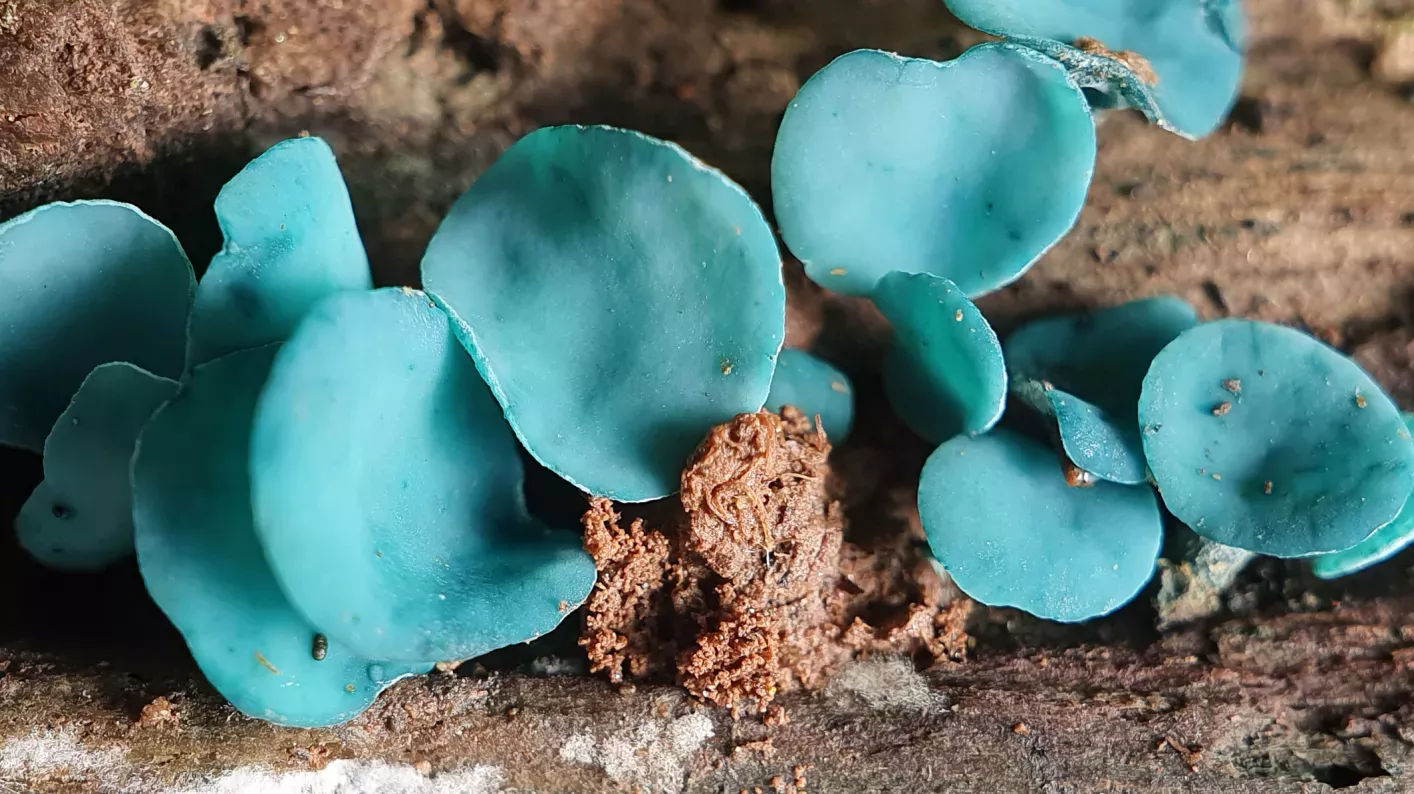Small delicate petal-like blue fungi on a log