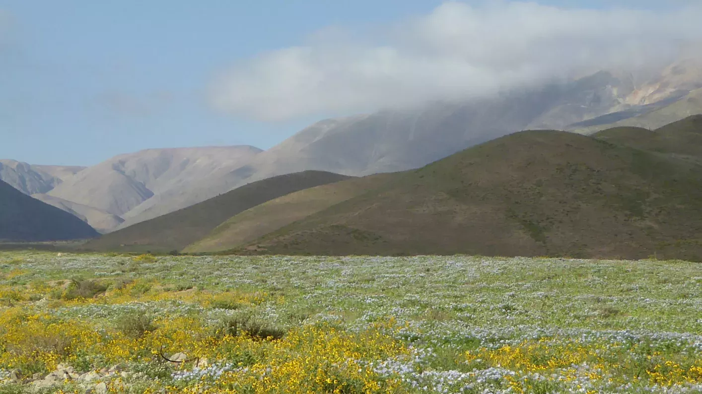 Small mountains in Peru surrounded by fog in the background. In the foreground is a flat grassy plain dotted with blue and white flowers and cacti
