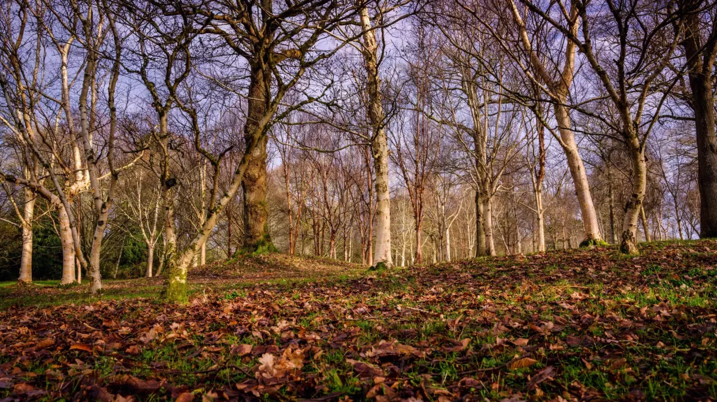 A woodland at wintertime