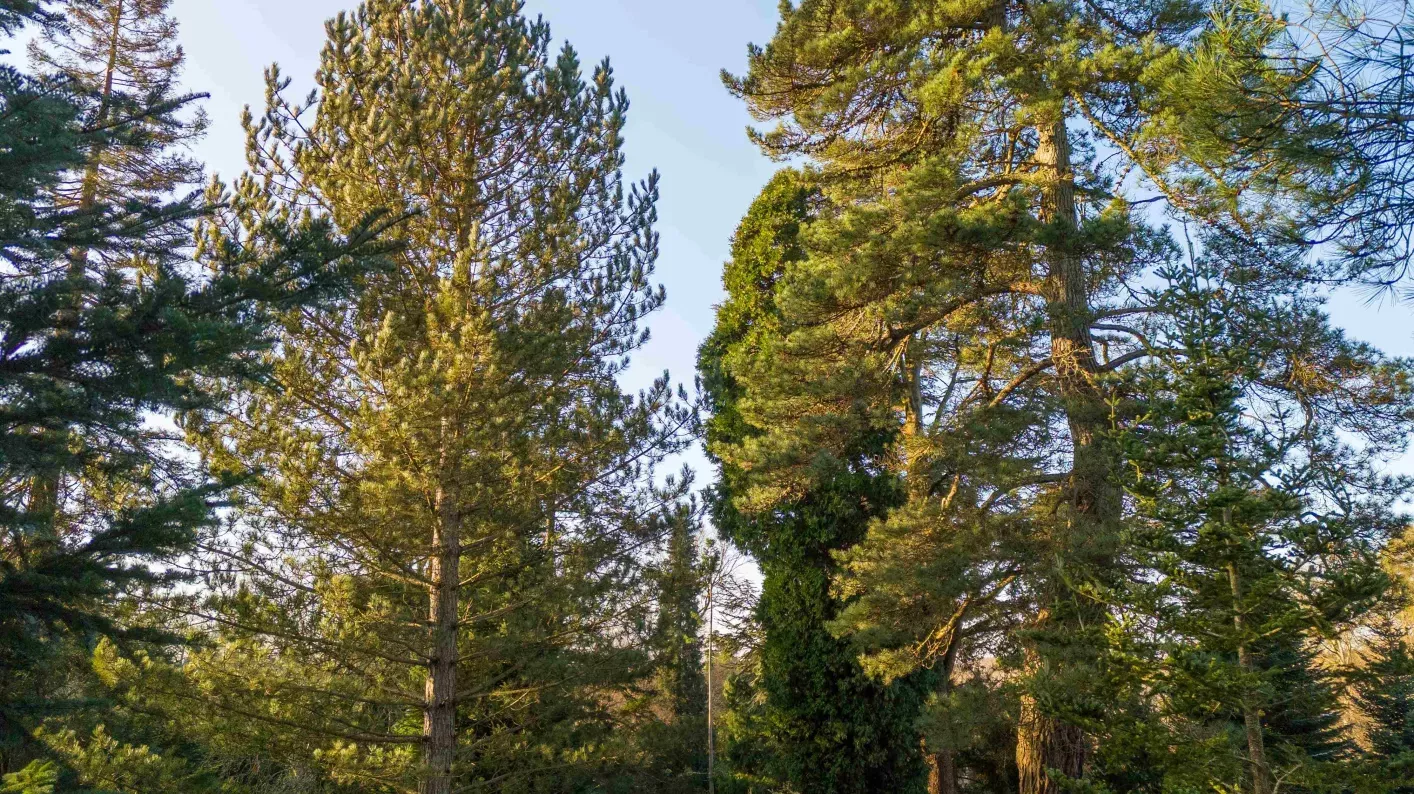 Tall pine trees in dappled light