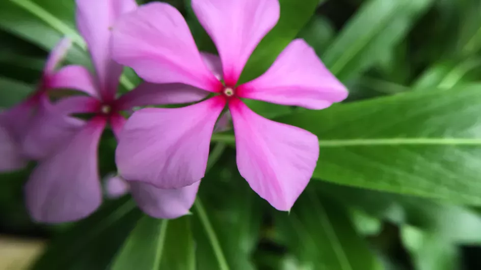 Madagascar Periwinkle, Catharanthus roseus, in the Palm House 