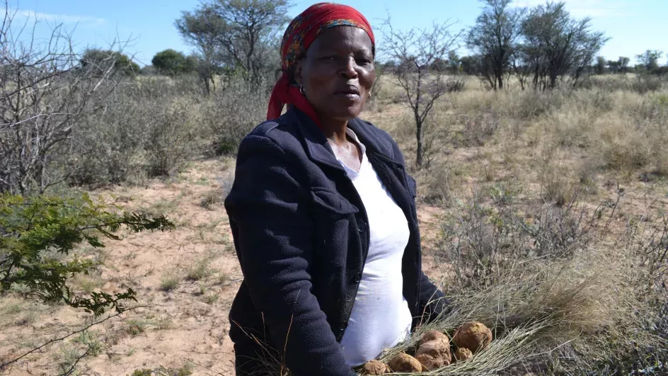 Collecting Kalahari truffles in Botswana