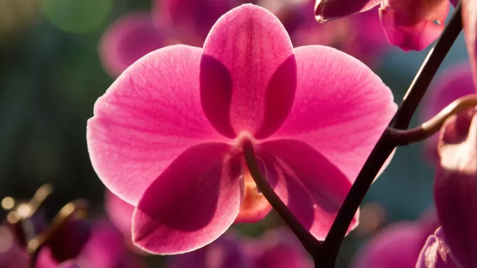 A pink orchid up close