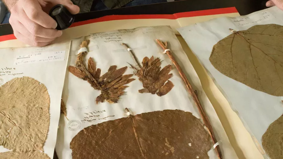 A research inspects herbarium specimens 