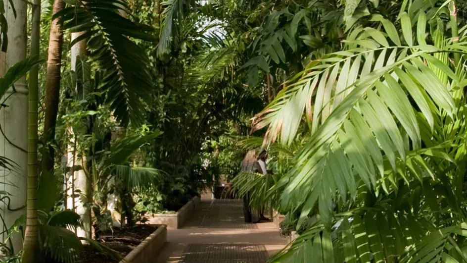 Tropical plants inside the Palm House