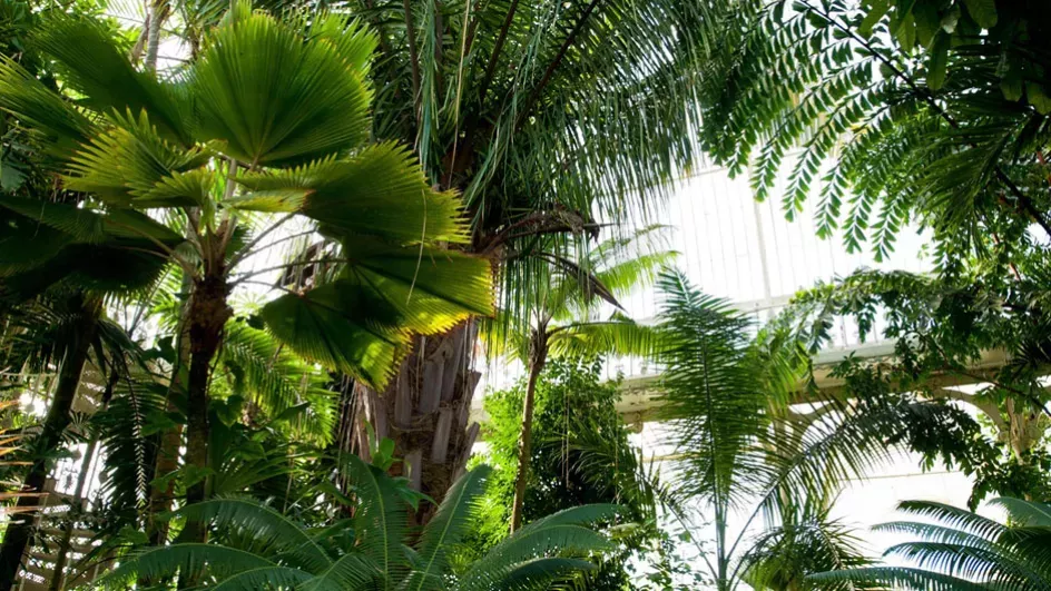 Palm trees in the glasshouse