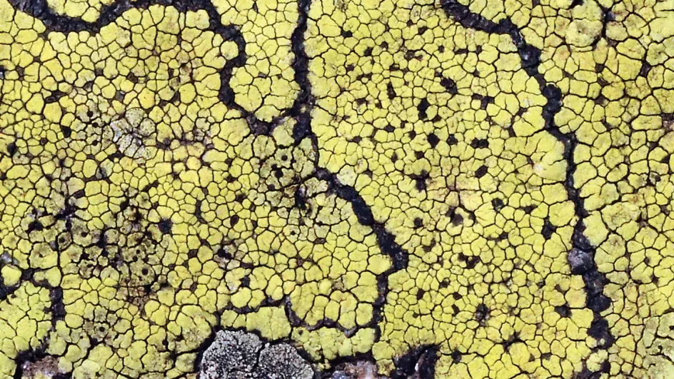 Yellow lichen
