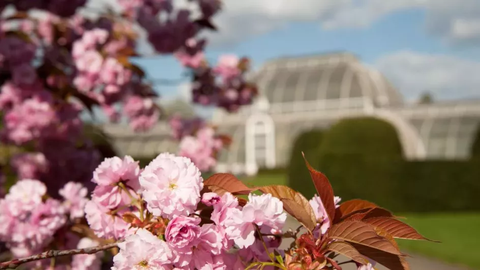 A cherry tree blossoming by the Palm House