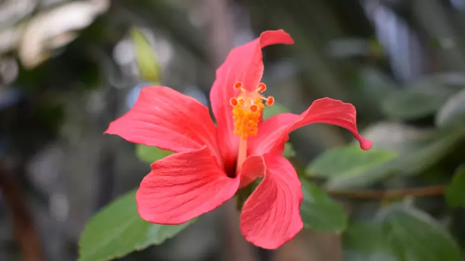 Hibiscus fragilis