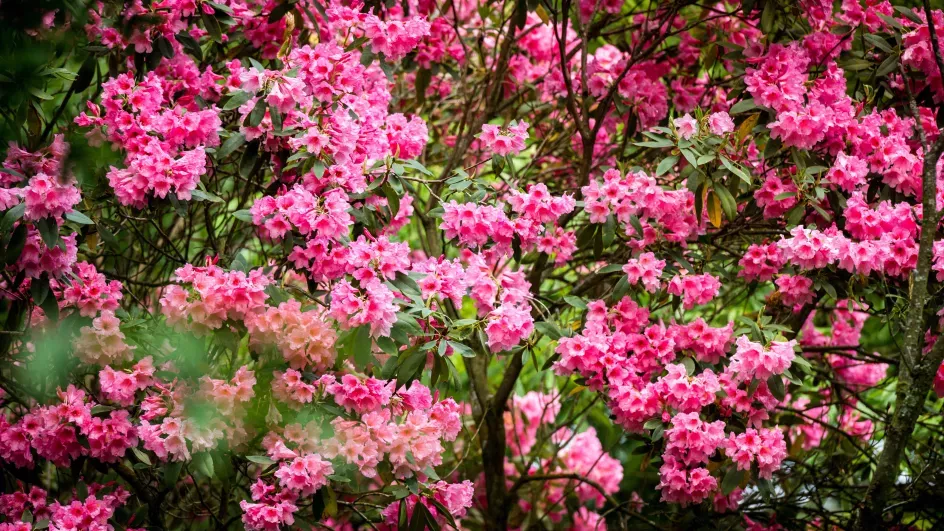 Rhododendrons at Wakehurst