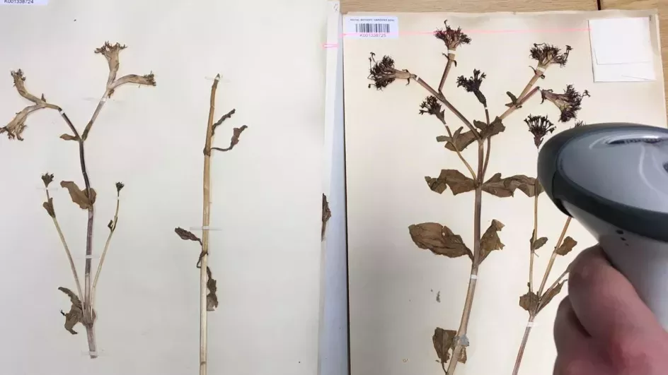 Scanning Herbarium specimen label