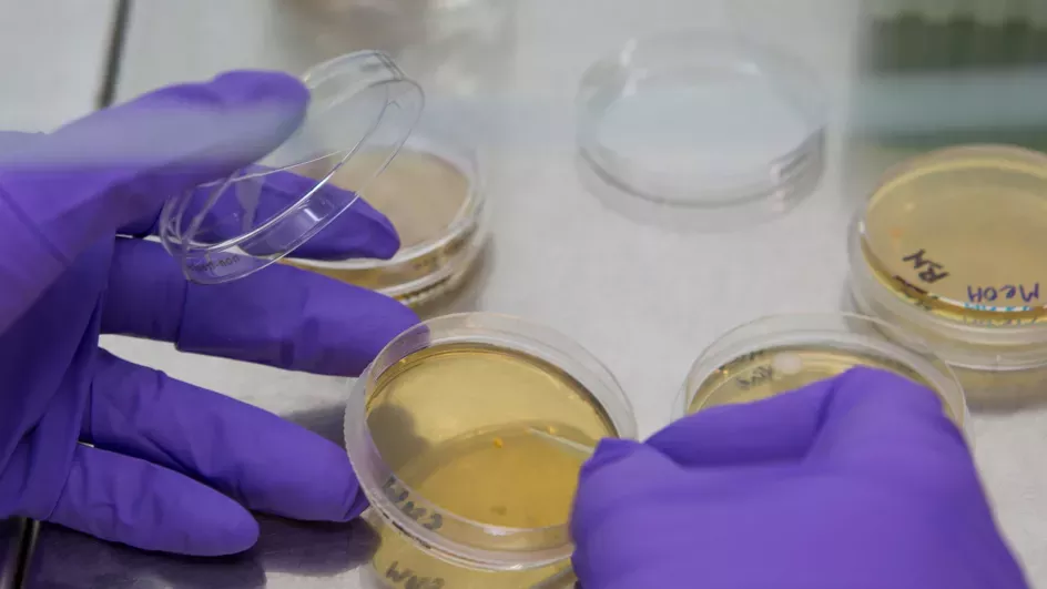 Gloved hands plating bacteria onto agar