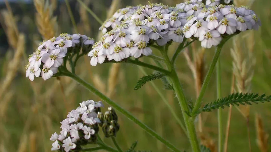 Close up of Yarrow white flowers