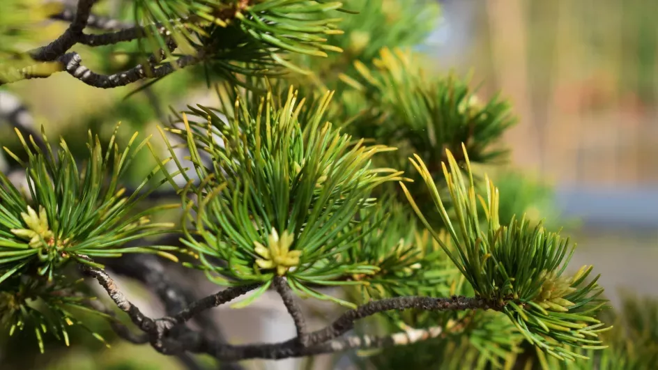 Japanese white pine, close up