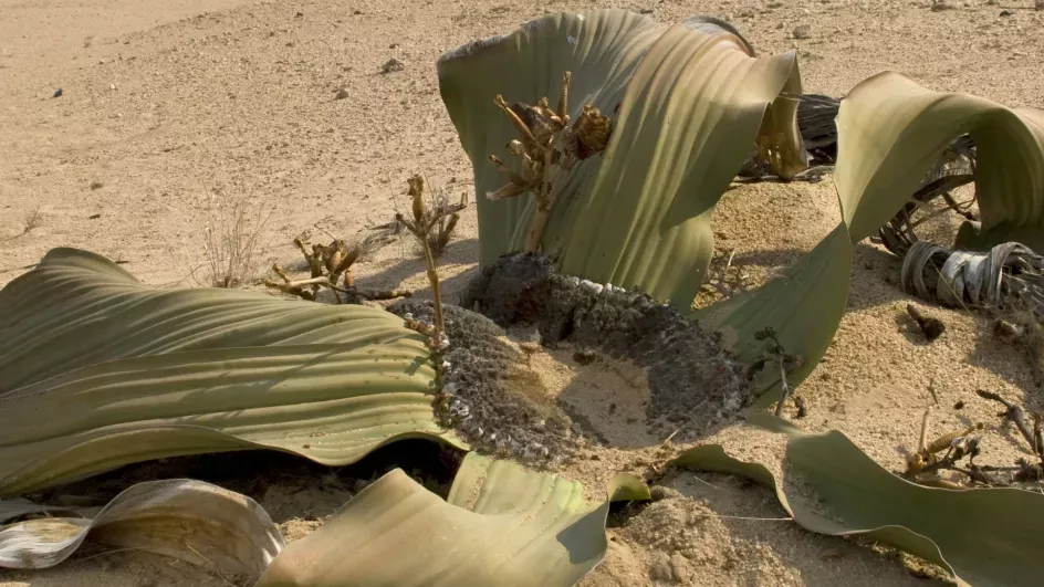 Distinctive Welwitschia plant in the desert with long dry strap like leaves 