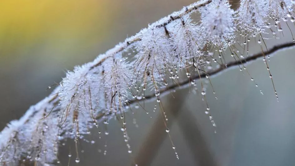 Frost at Kew