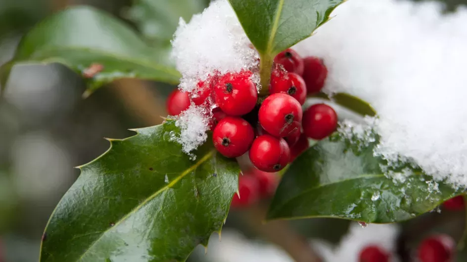 Holly leaves and berries with snow