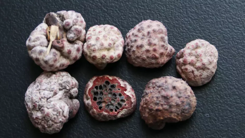 Four pink fungi balls