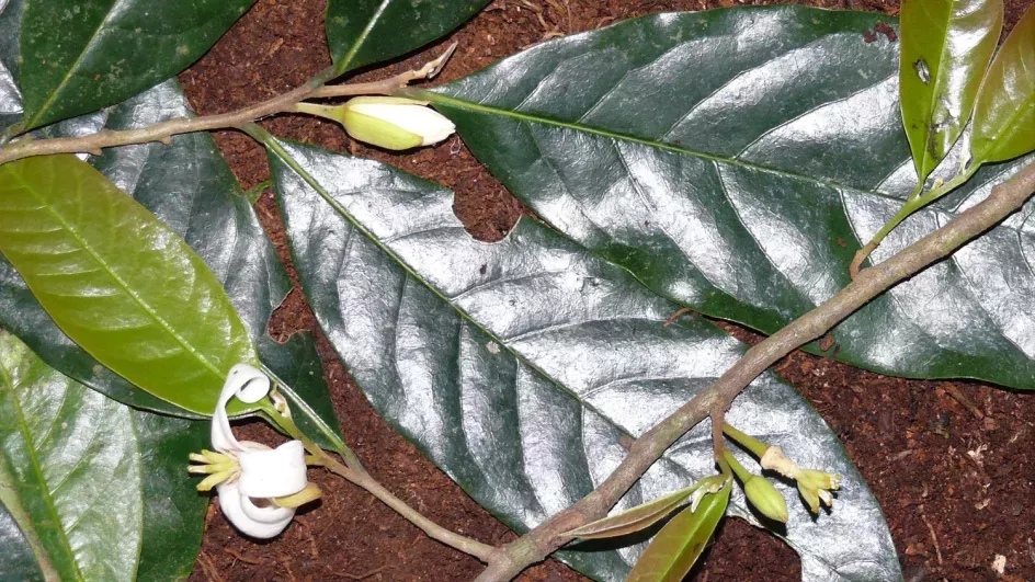 Photo of large dark green leaves and small white flowers