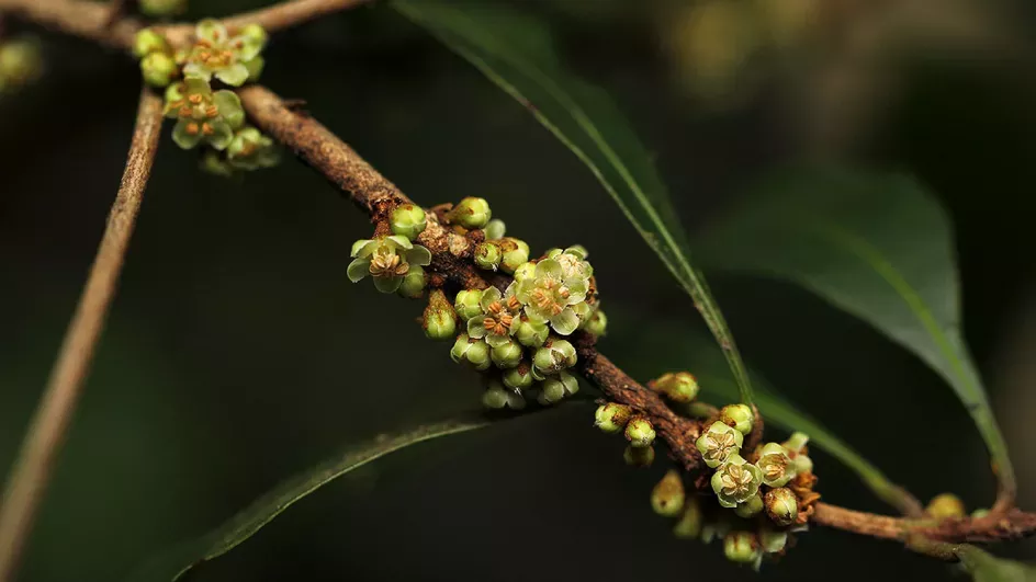 Clusters of small flowers on a woody branch