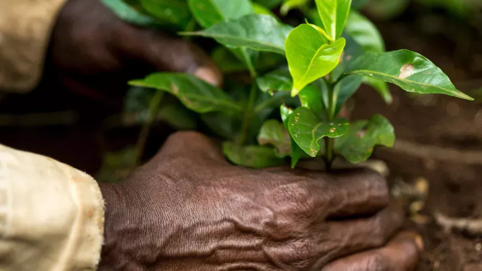 Hands holding coffee plant saplings
