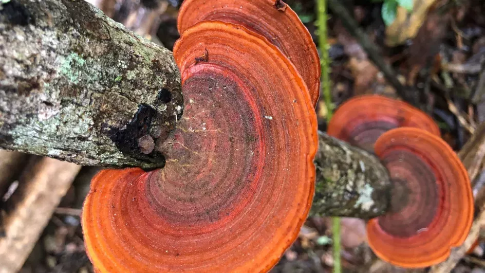 Round red fungi on a small tree trunk
