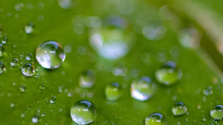 Close-up photography of water on leaf