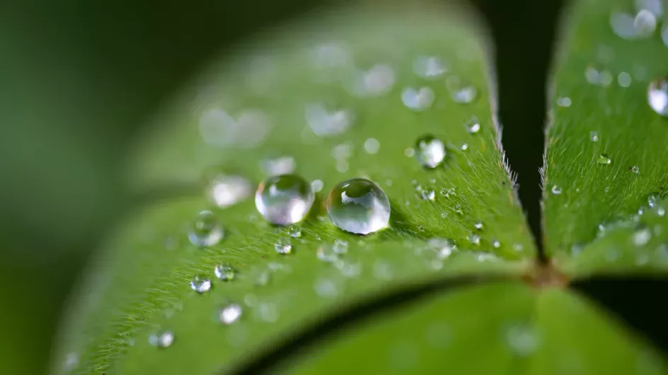 Close-up photography of water droplets on leaf