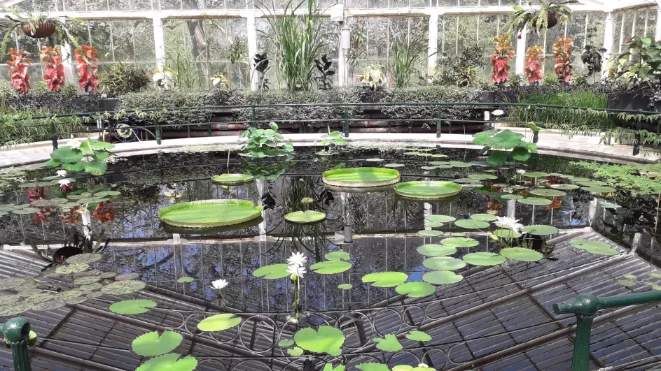 Growing waterlilies from seed in the Waterlily House