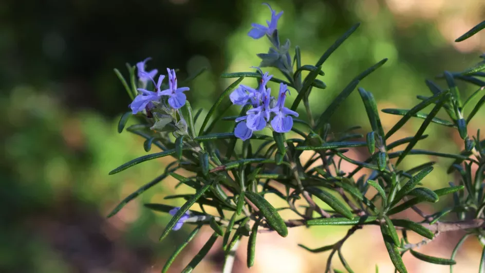 Green, needle-like leaves and purplish-blue flowers of rosemary
