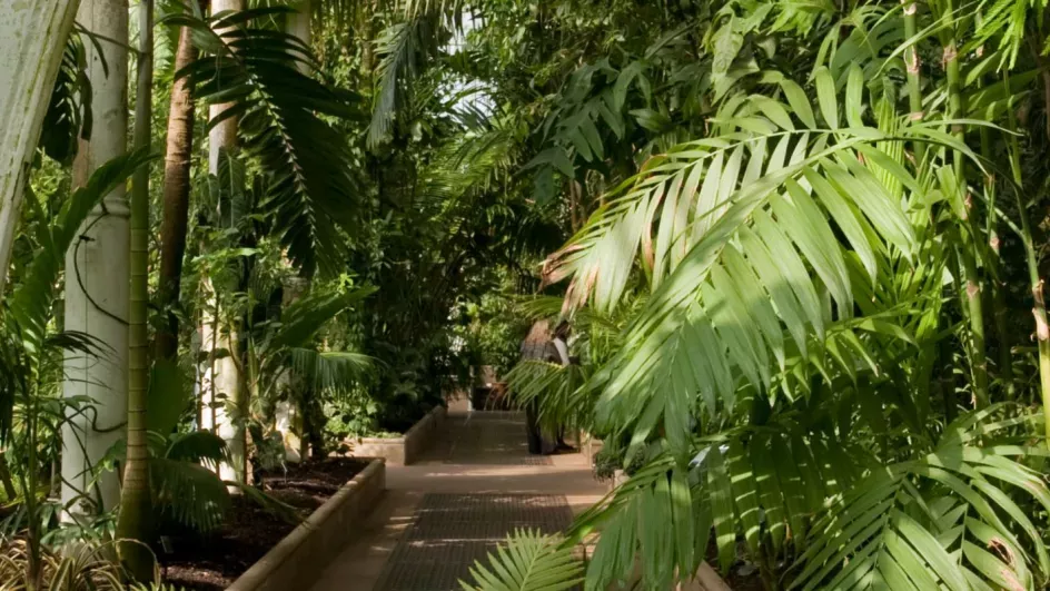 The plants of the Palm house growing around a pathway through the greenery