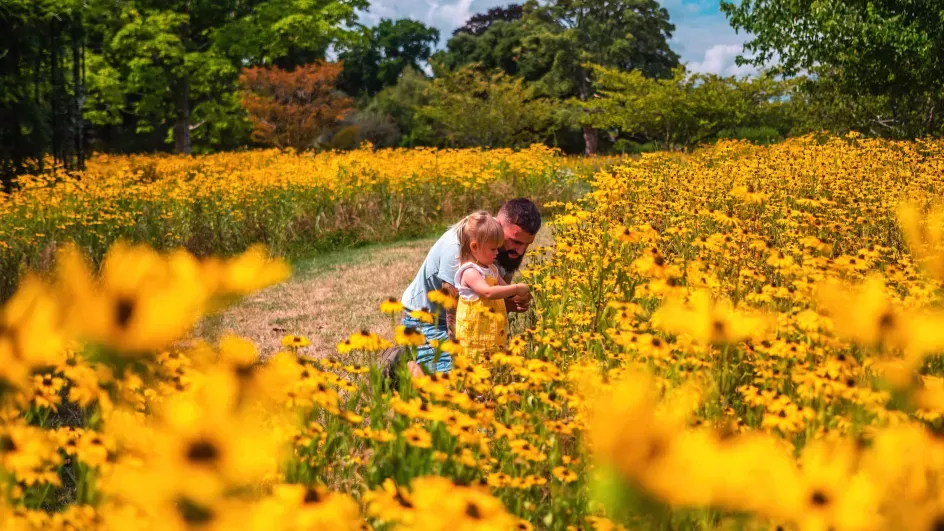 Father and daughter inspecting a field of bright yellow flowers