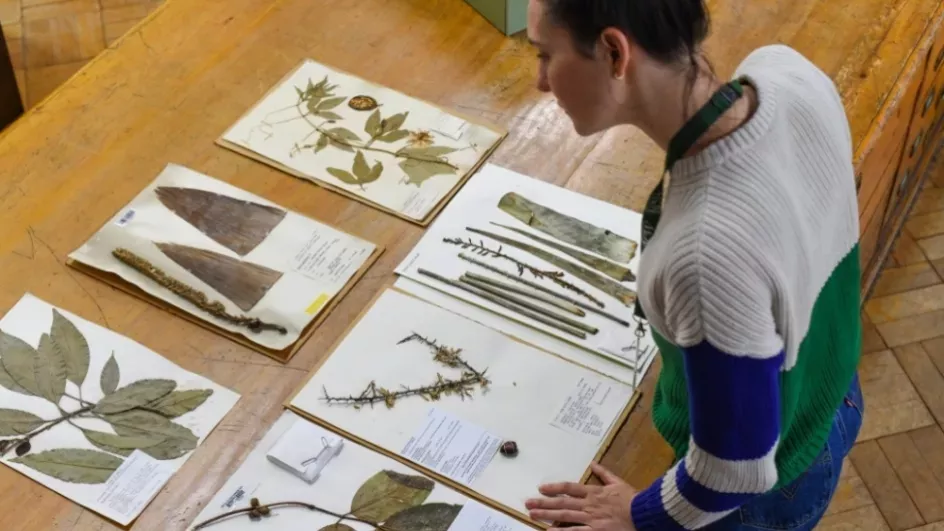 Person looks at plant specimens that on a table in Kew's Herbarium