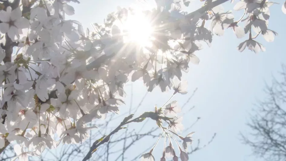 White blossom covering a bright sun