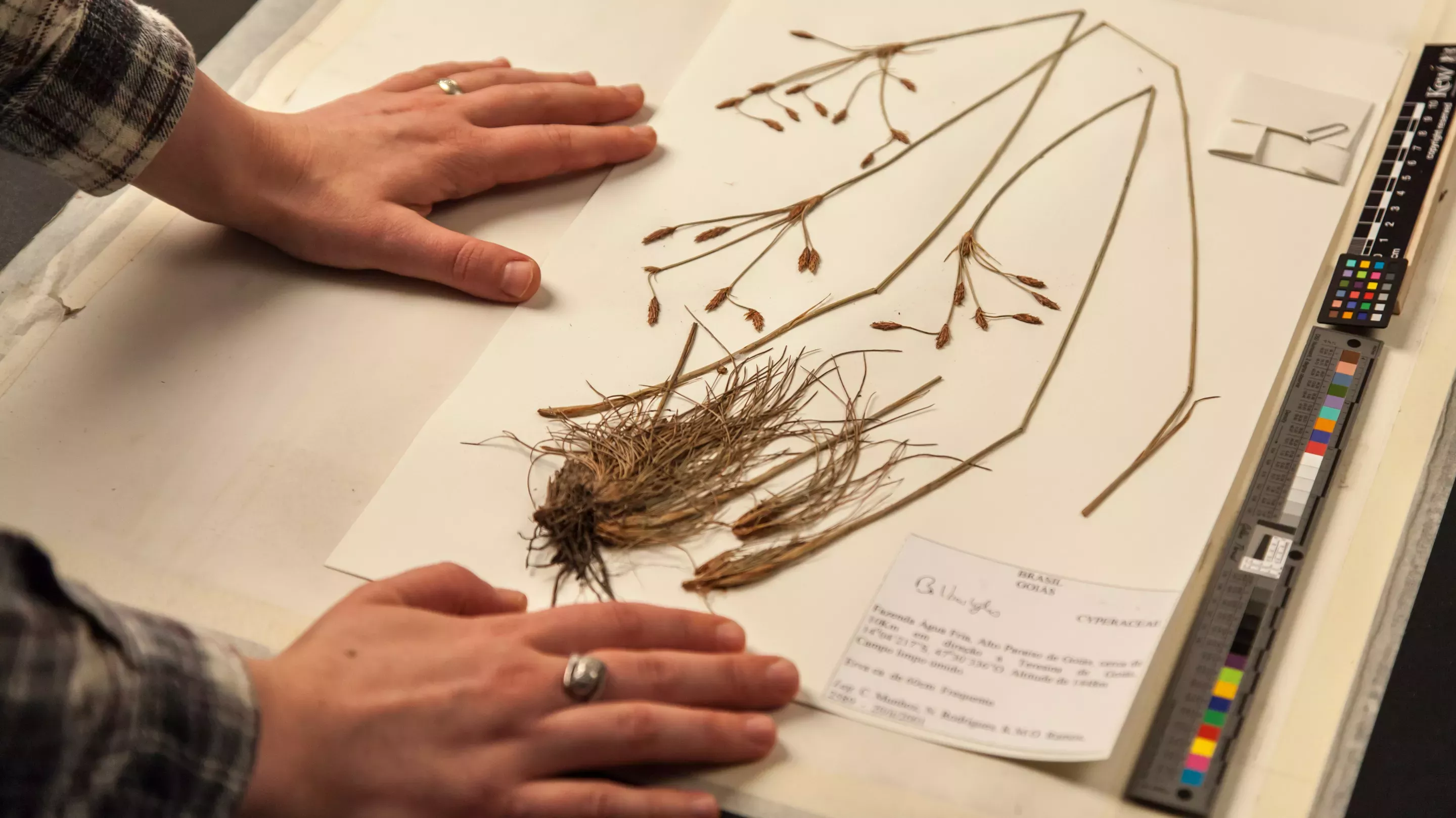 Herbarium specimen, RBG Kew/Steve Lancefield