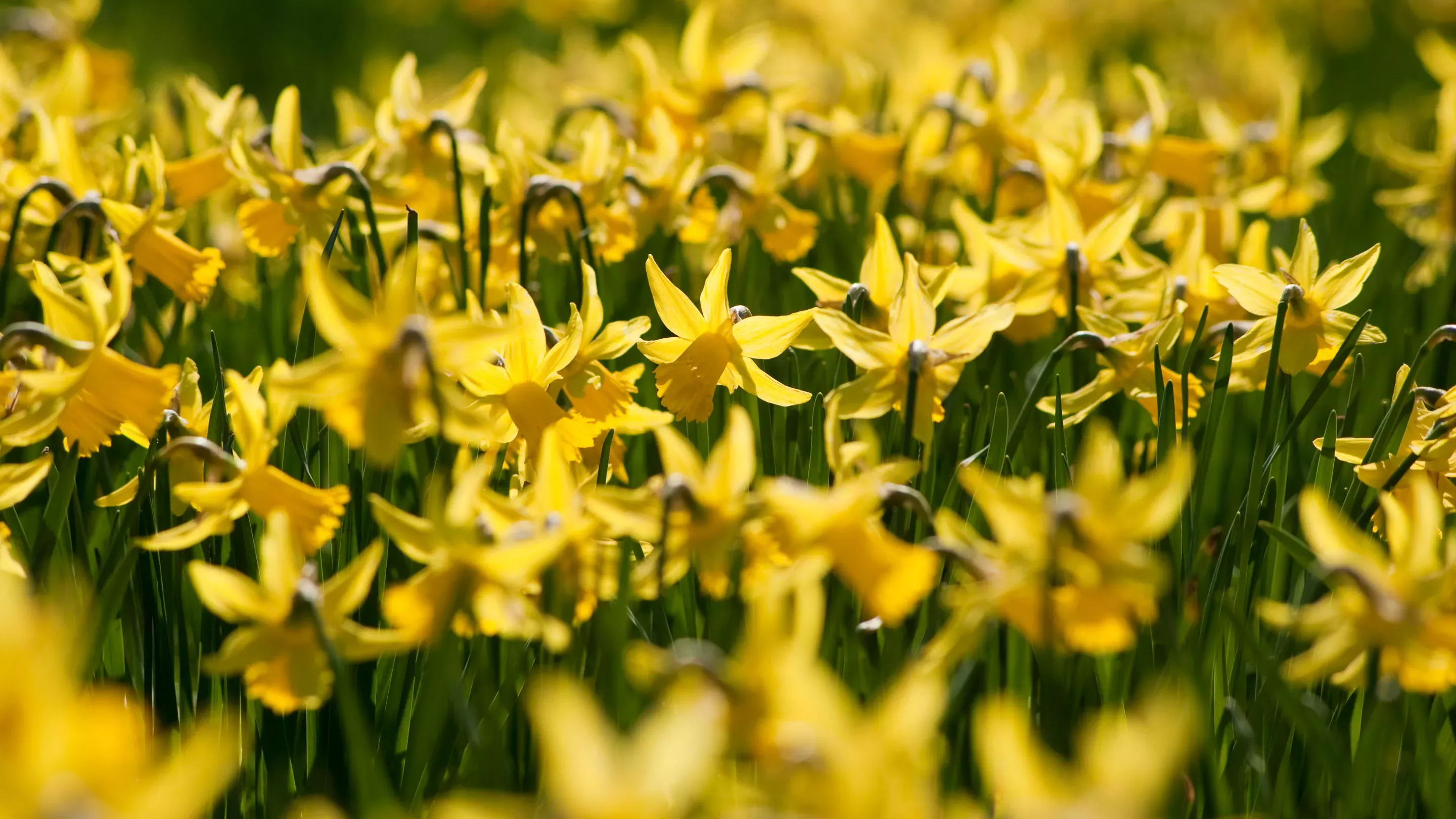 Daffodils in spring at Kew 