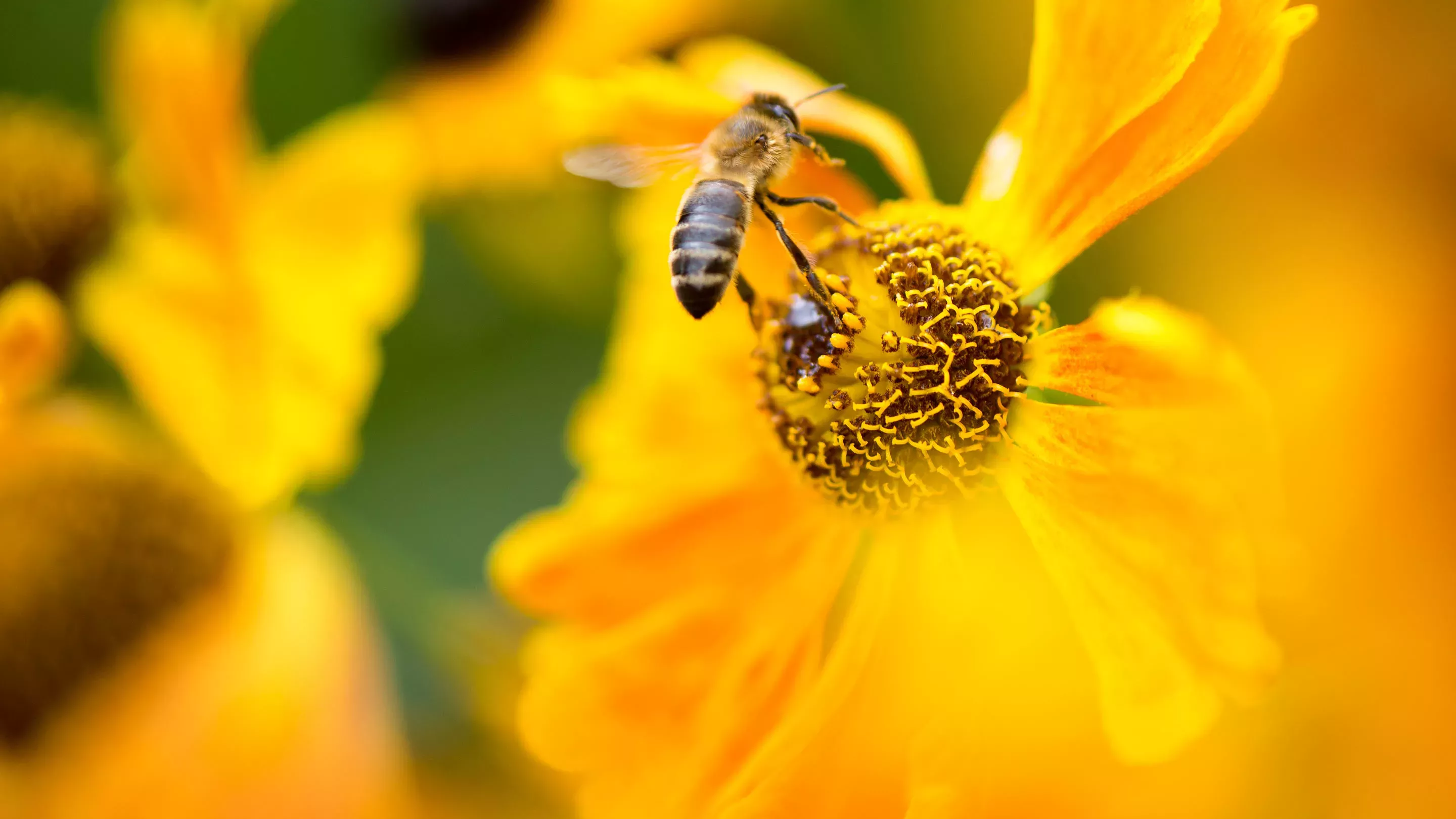 Honey bees (Apis-mellifera)