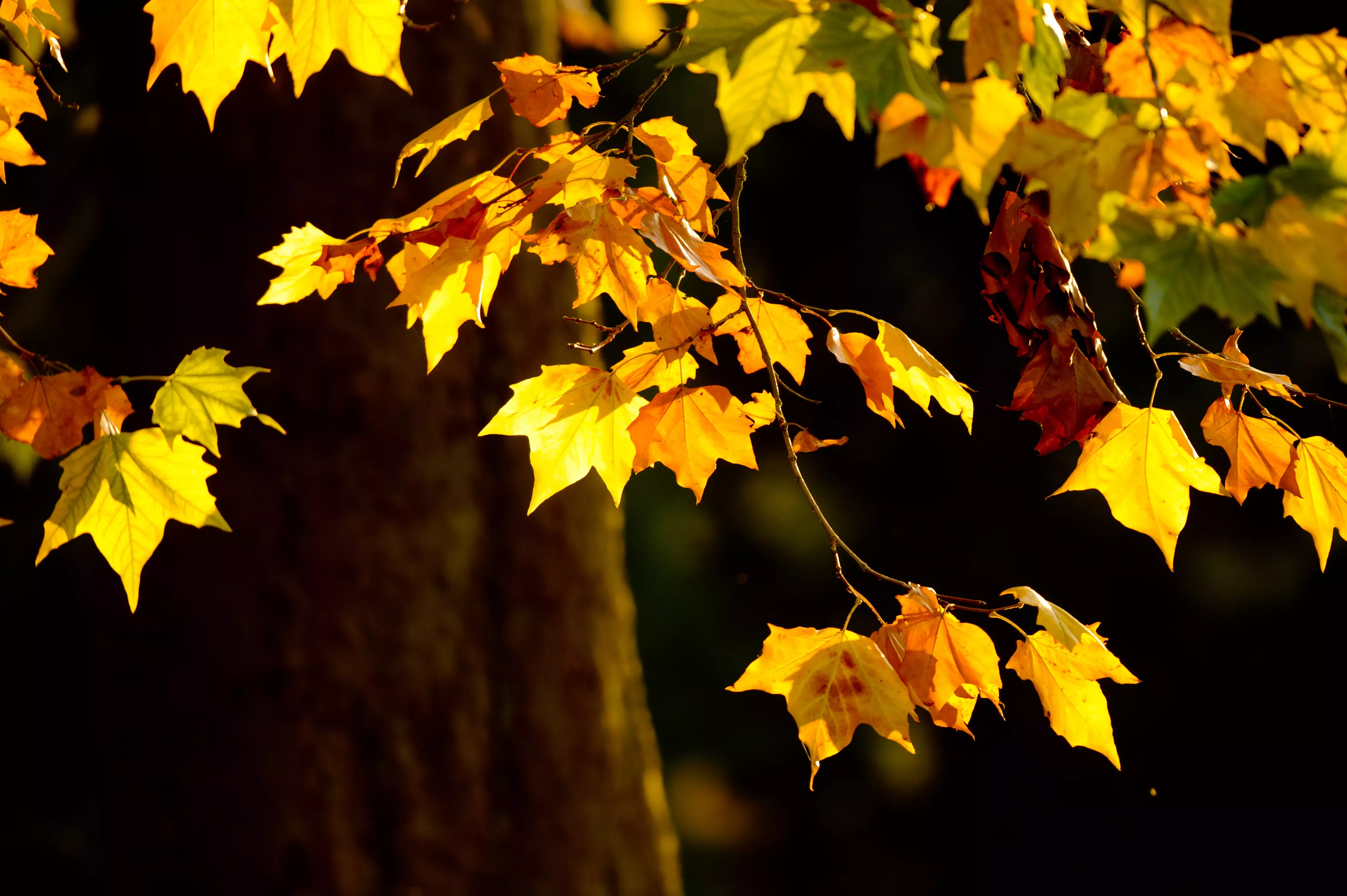 Golden autumnal leaves