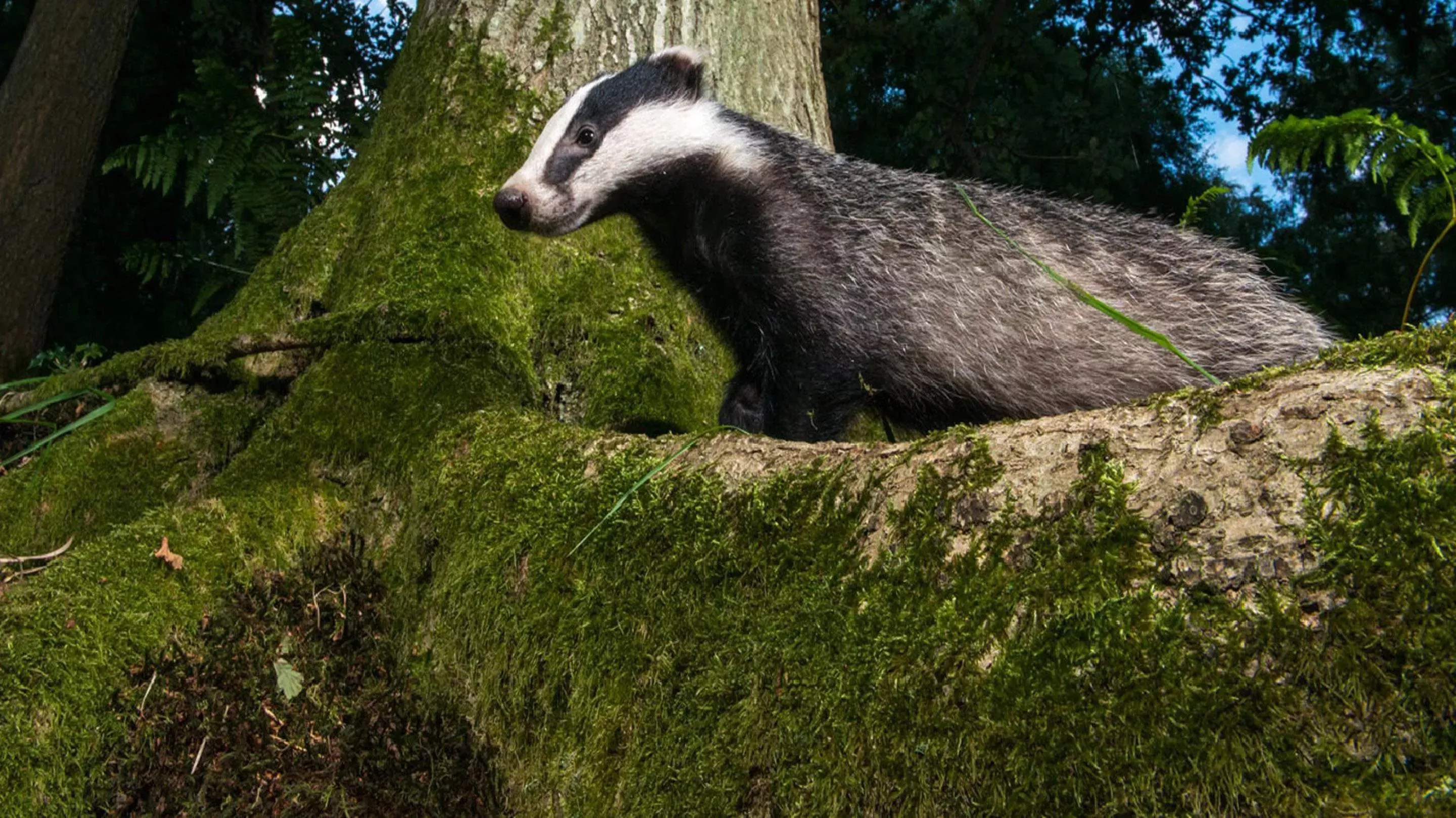 Badger walking over a tree root