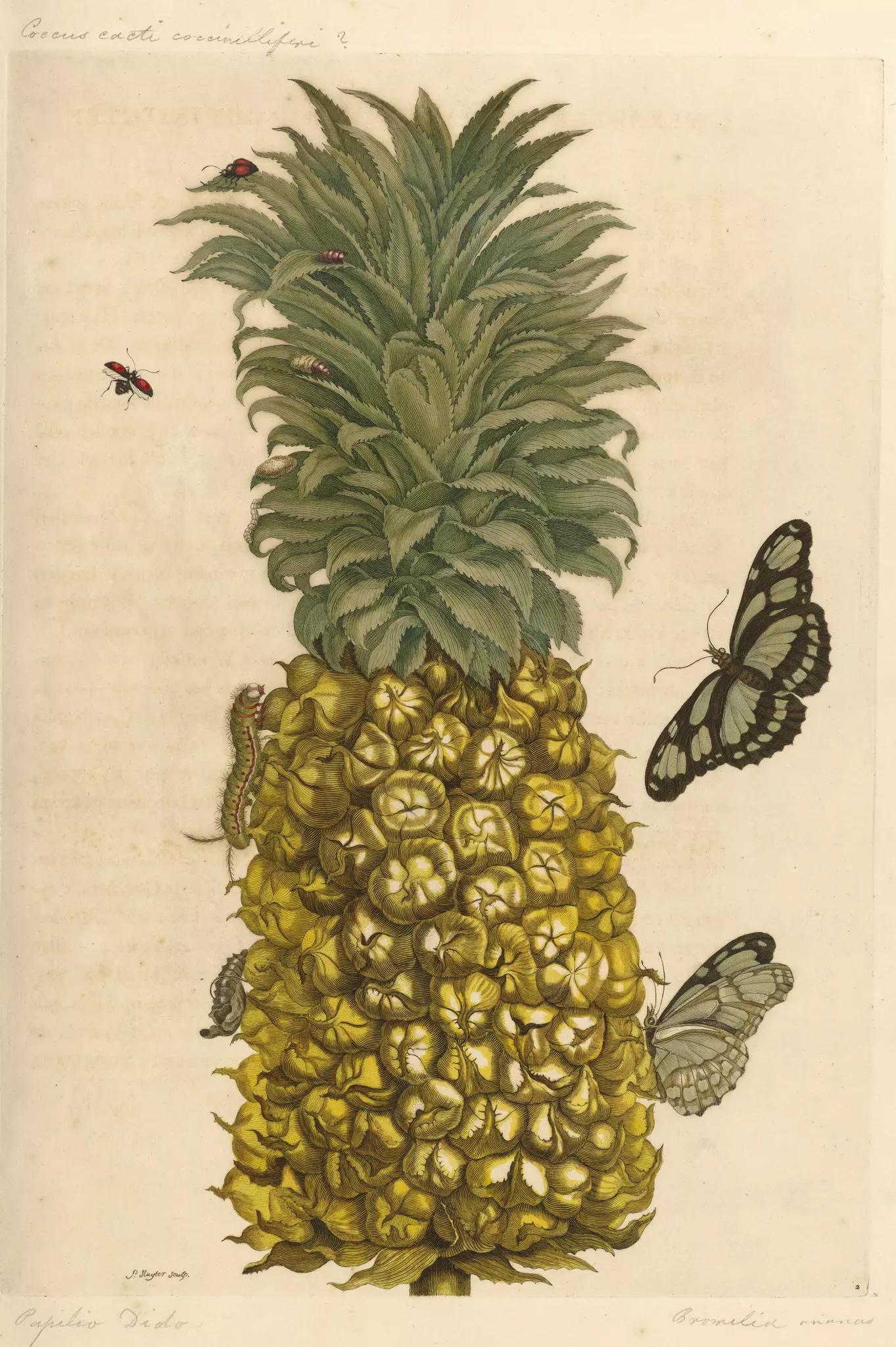 Etching of Bromelia ananas by Maria Sibylla Merian