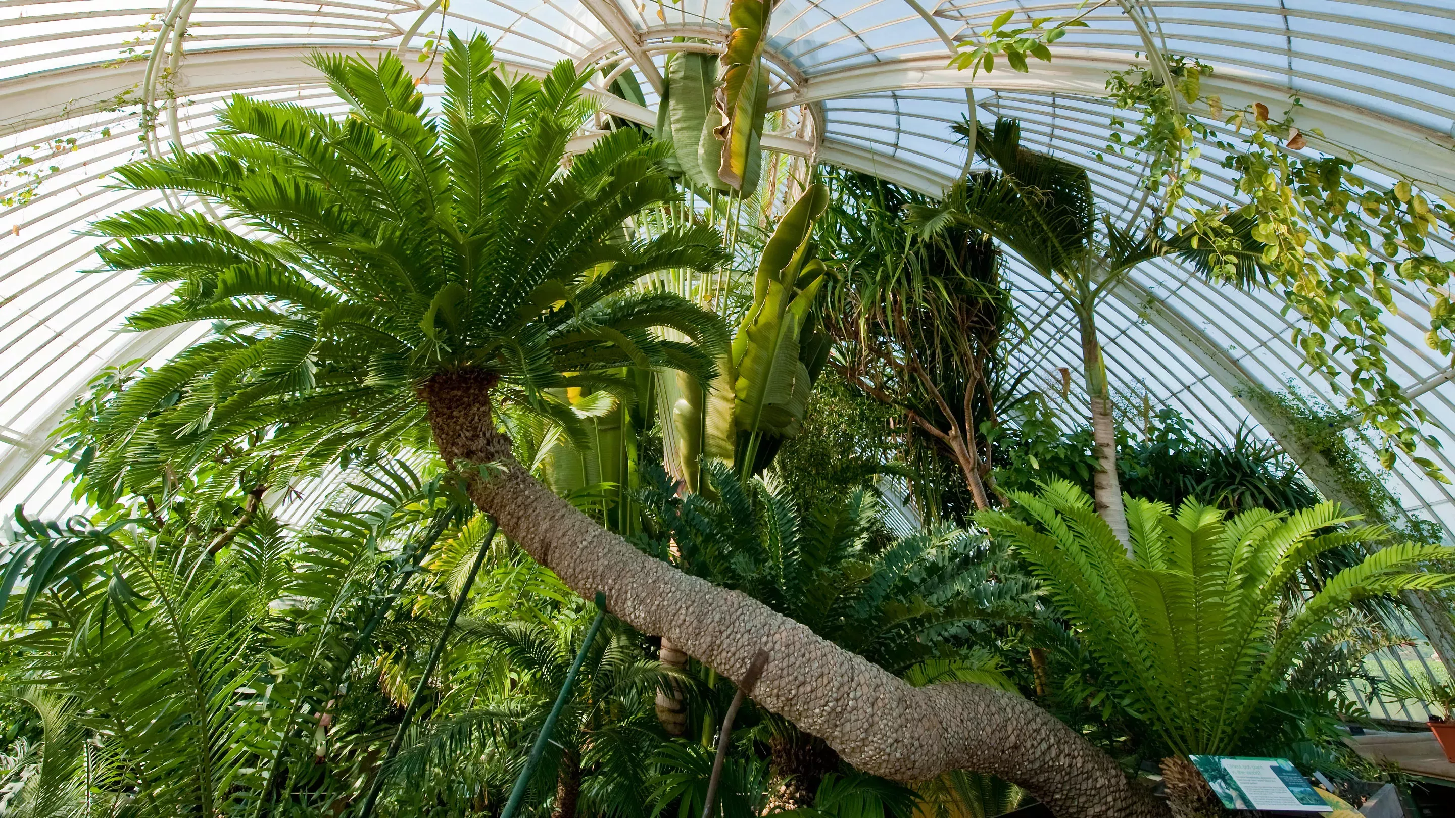 The Eastern Cape giant cycad (Encephalartos altensteinii) in the Palm House