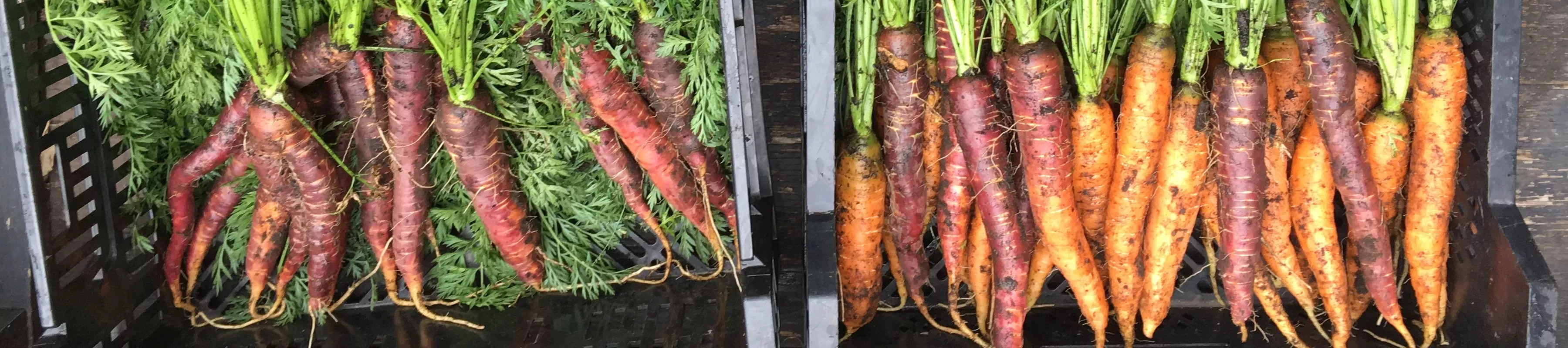 Carrots fresh out of the first