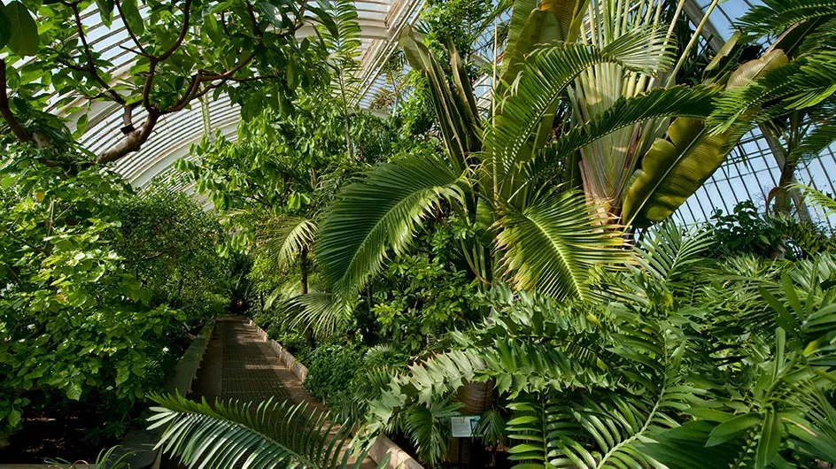 Interior shot of the Palm House with leafy greenery