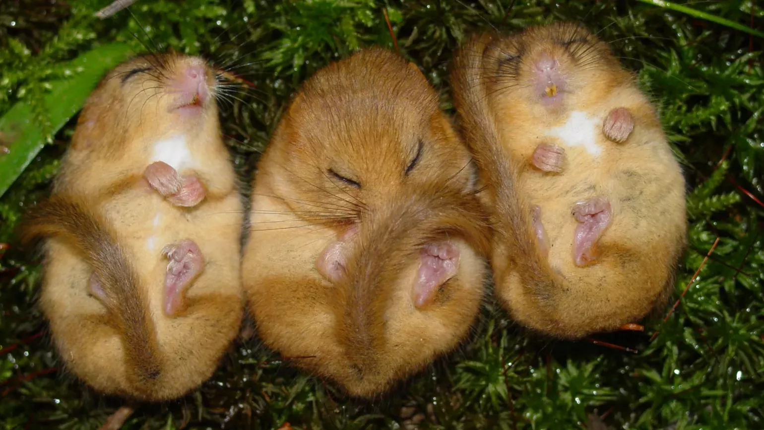 Resting dormice in the Loder Valley Nature Reserve 